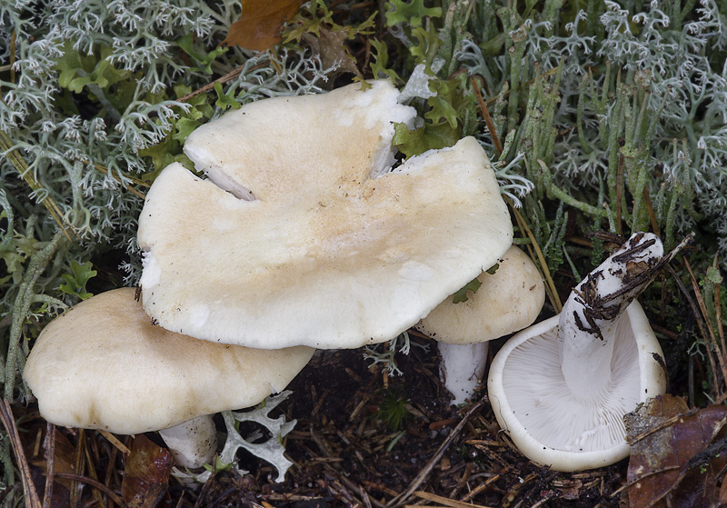 Lactarius musteus